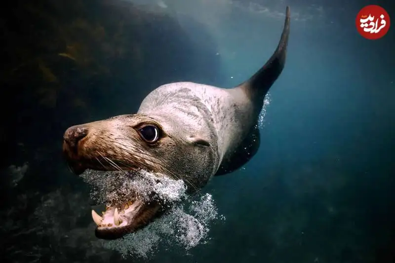 تصاویر؛ عکس های شگفت انگیز حیات وحش که فینالیست جایزه refocus سال 2025 شدند