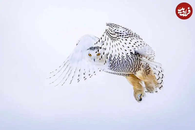 تصاویر؛ عکس های شگفت انگیز حیات وحش که فینالیست جایزه refocus سال 2025 شدند