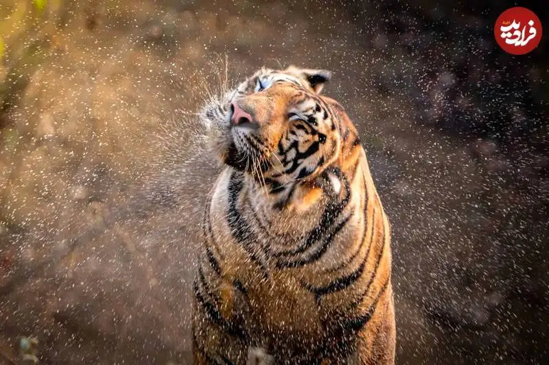تصاویر؛ عکس های شگفت انگیز حیات وحش که فینالیست جایزه refocus سال 2025 شدند