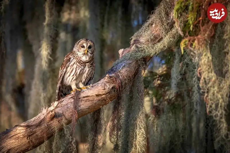 تصاویر؛ عکس های شگفت انگیز حیات وحش که فینالیست جایزه refocus سال 2025 شدند