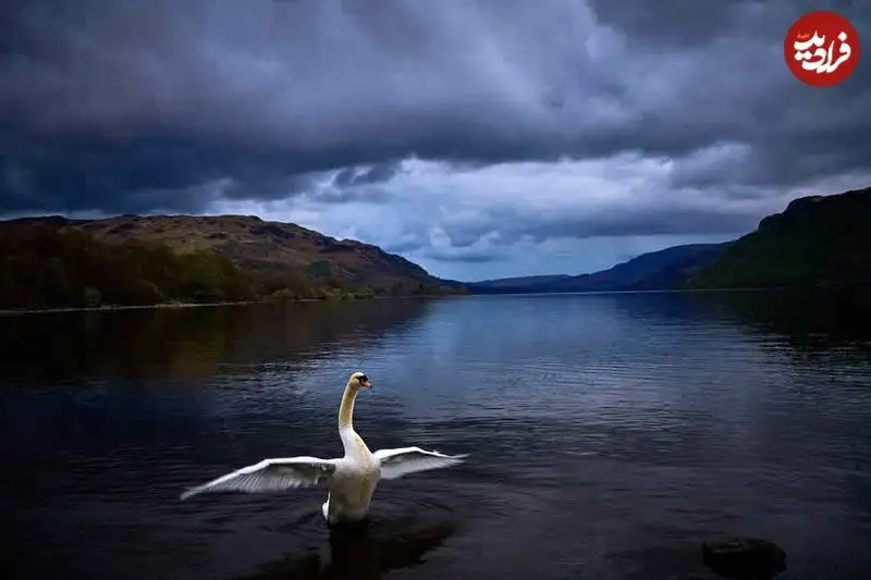 تصاویر؛ عکس های شگفت انگیز حیات وحش که فینالیست جایزه refocus سال 2025 شدند