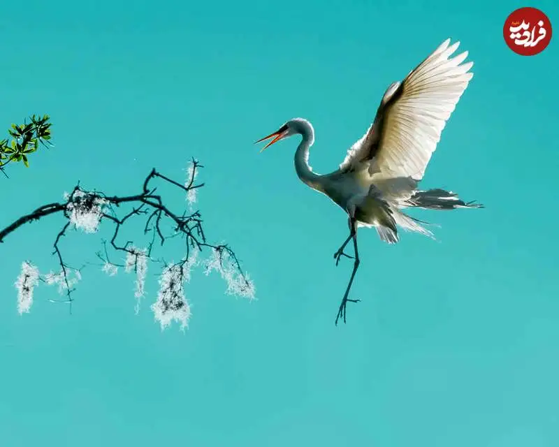 تصاویر؛ عکس های شگفت انگیز حیات وحش که فینالیست جایزه refocus سال 2025 شدند