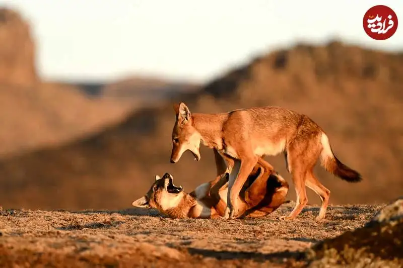 تصاویر؛ عکس های شگفت انگیز حیات وحش که فینالیست جایزه refocus سال 2025 شدند