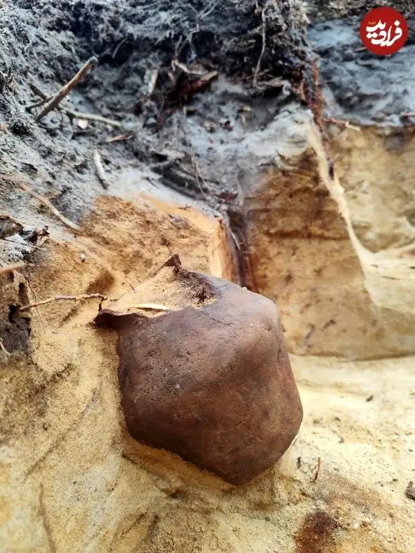 «کوزۀ گنج باستانی» در جنگل کشف شد