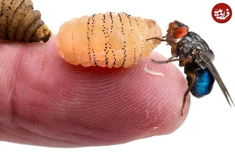 مرگبارترین «مگس ها» در جهان که هر سال هزاران نفر را می کشند