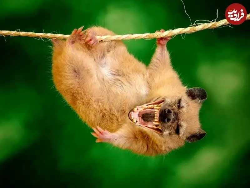 تصاویر؛ جانوران خیالی «دورگه» که هنرمند آمریکایی خلق کرده است