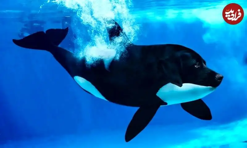 تصاویر؛ جانوران خیالی «دورگه» که هنرمند آمریکایی خلق کرده است