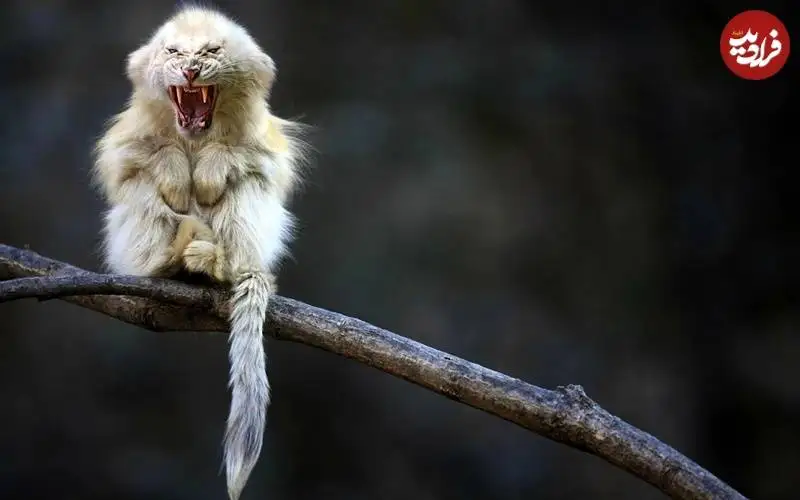 تصاویر؛ جانوران خیالی «دورگه» که هنرمند آمریکایی خلق کرده است