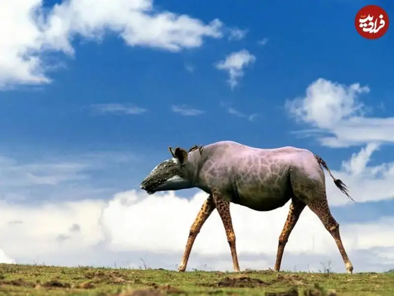 تصاویر؛ جانوران خیالی «دورگه» که هنرمند آمریکایی خلق کرده است