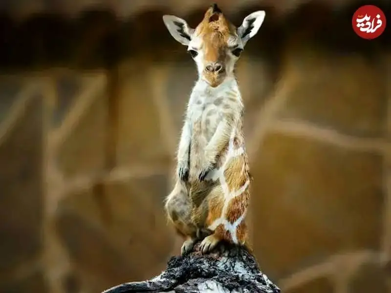 تصاویر؛ جانوران خیالی «دورگه» که هنرمند آمریکایی خلق کرده است