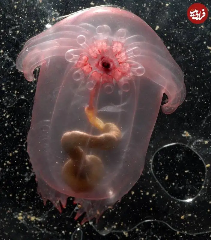 «هیولای مرغ بی سر»؛ جانوری که با «تخلیۀ مدفوع» سبک می شود و بالا می رود