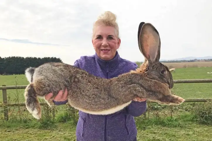 حیوانات غول پیکری که جهان را شگفت زده کردند