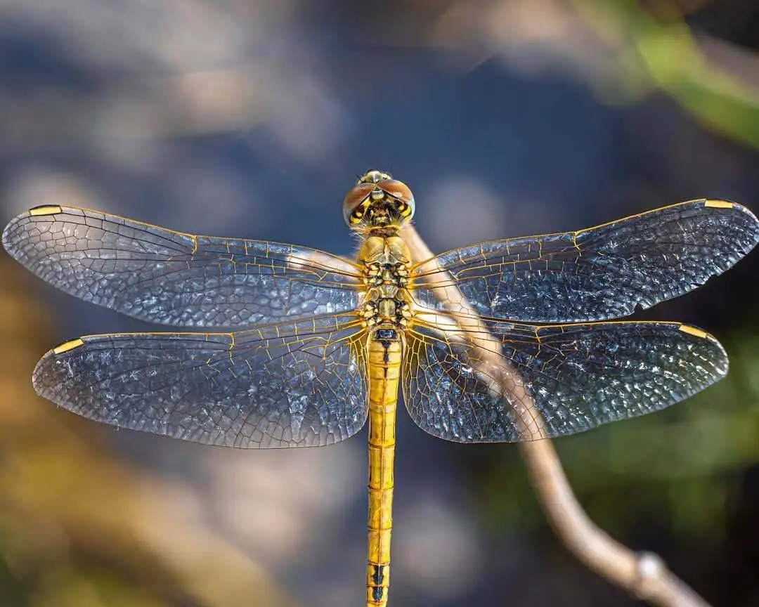تماشای جزئیات این عکس شگفت زده تان می کند