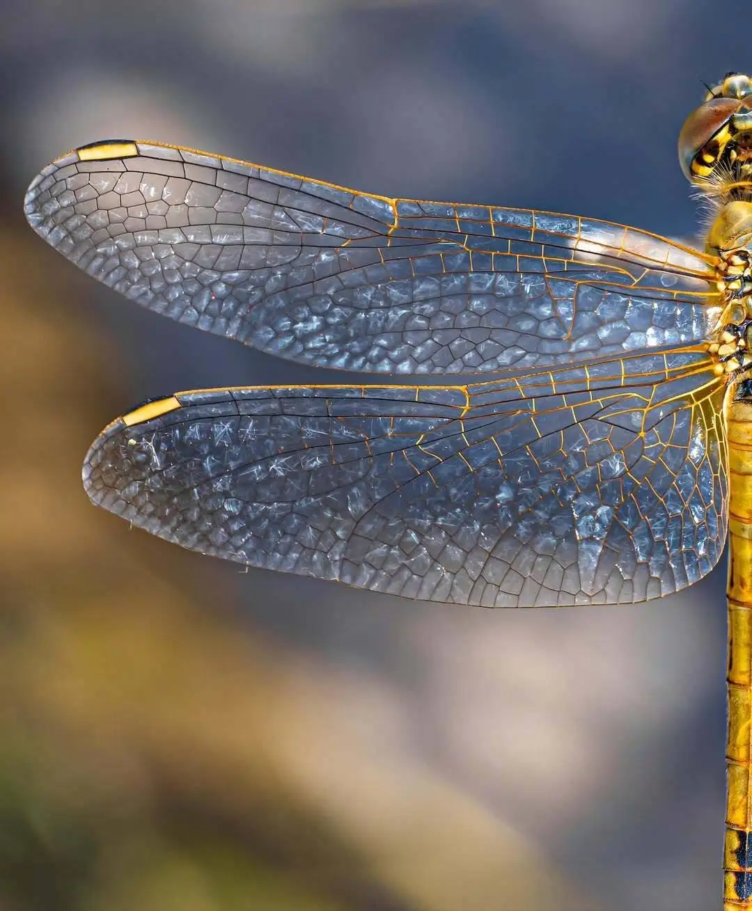 تماشای جزئیات این عکس شگفت زده تان می کند