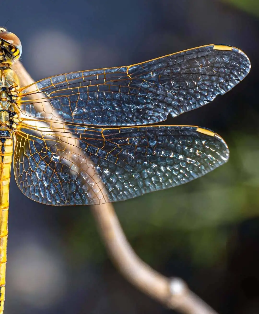 تماشای جزئیات این عکس شگفت زده تان می کند