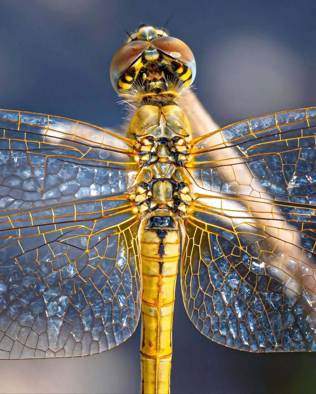 تماشای جزئیات این عکس شگفت زده تان می کند