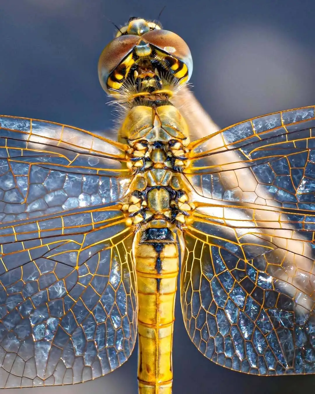 تماشای جزئیات این عکس شگفت زده تان می کند