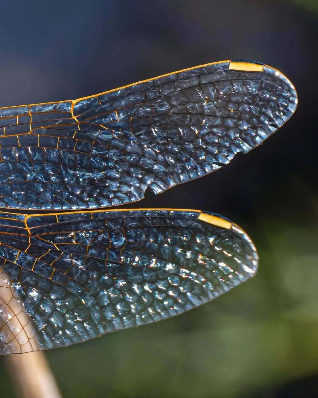 تماشای جزئیات این عکس شگفت زده تان می کند