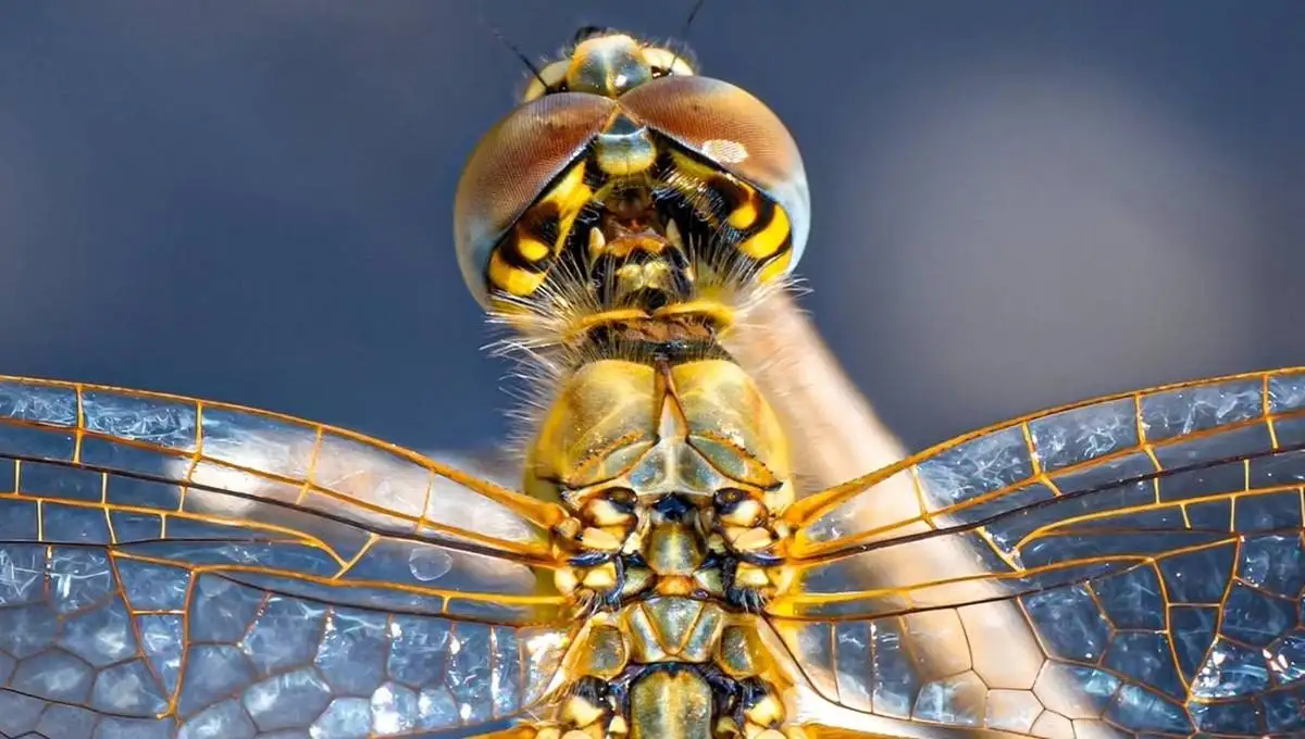 تماشای جزئیات این عکس شگفت زده تان می کند