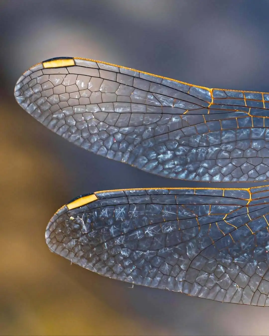 تماشای جزئیات این عکس شگفت زده تان می کند