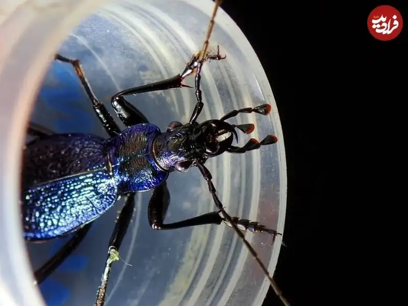 تصاویر؛ 6 عکس برندۀ حیات وحش در سال 2025؛ از چشم های جعلی سوسک تا قورباغۀ نامرئی