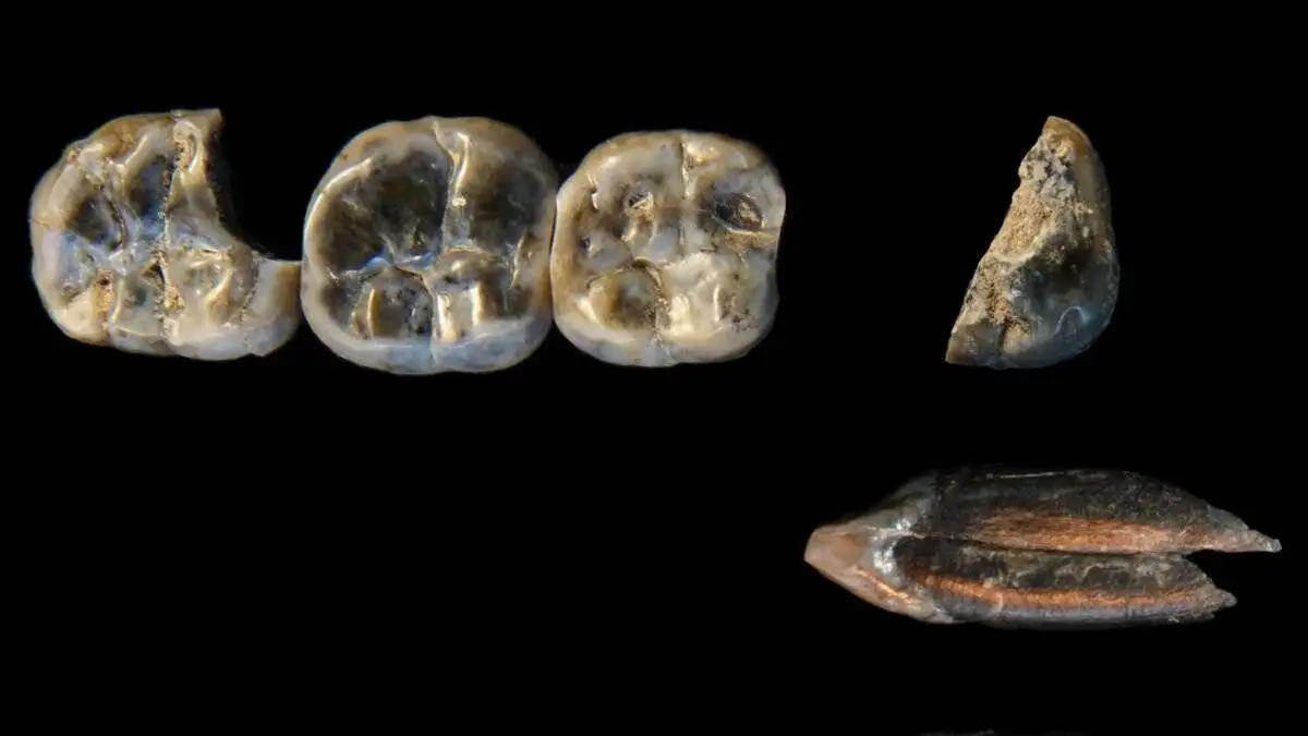 عکس؛ کشفی شگفت انگیز فسیل ها؛ دو گونه انسان باستانی در یک زمان و مکان