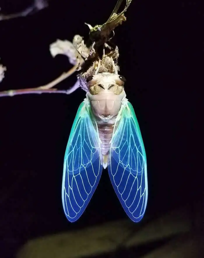 تصاویر؛ حشراتی کمتر دیده شده با رنگ ها و شکل های شگفت انگیز