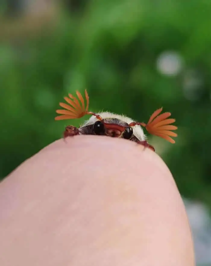 تصاویر؛ حشراتی کمتر دیده شده با رنگ ها و شکل های شگفت انگیز