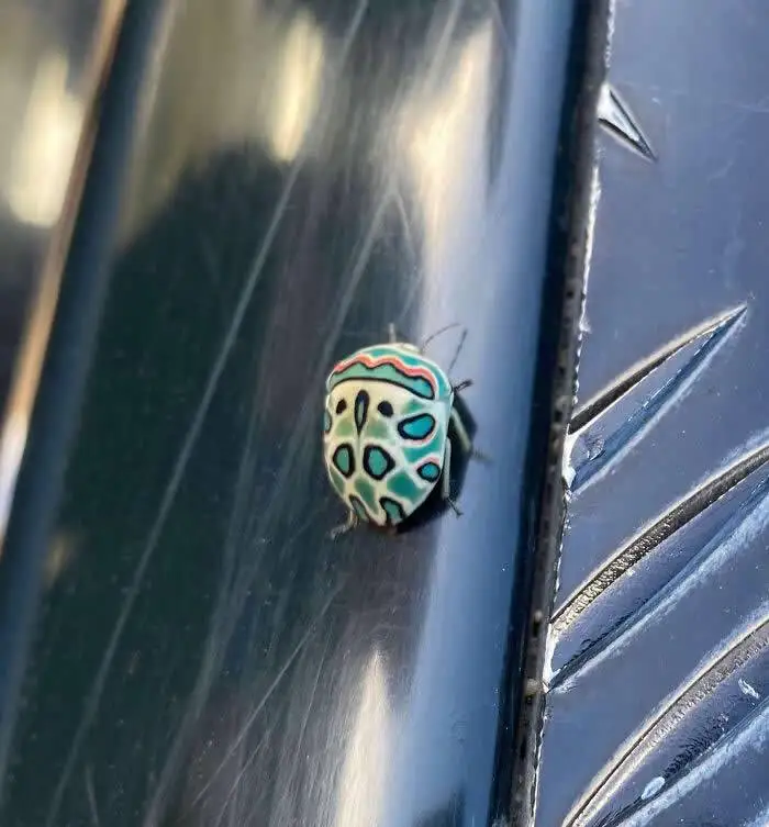 تصاویر؛ حشراتی کمتر دیده شده با رنگ ها و شکل های شگفت انگیز