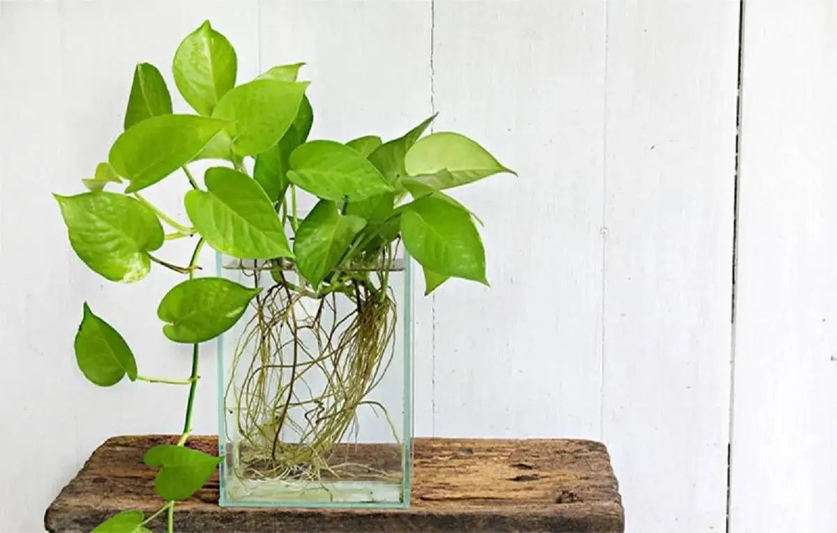 7 گیاه آپارتمانی که عاشق رطوبت هستند