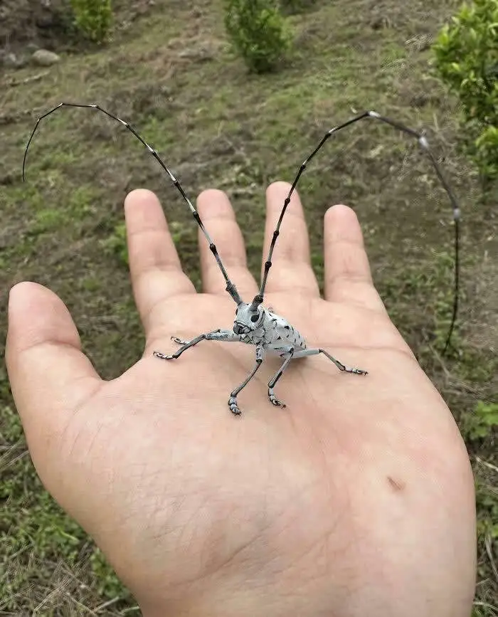 تصاویر؛ حشراتی کمتر دیده شده با رنگ ها و شکل های شگفت انگیز