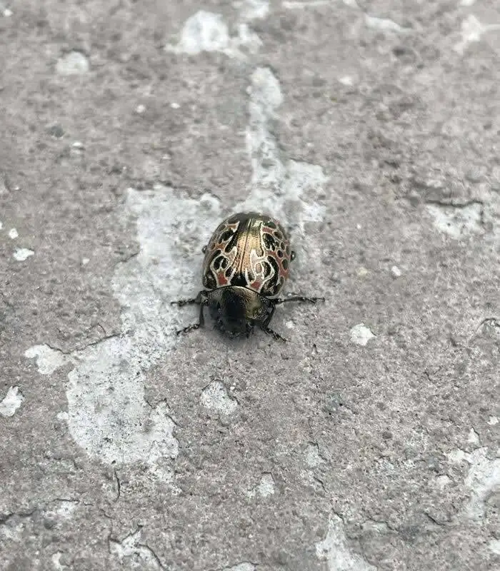 تصاویر؛ حشراتی کمتر دیده شده با رنگ ها و شکل های شگفت انگیز