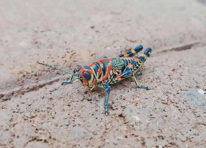 تصاویر؛ حشراتی کمتر دیده شده با رنگ ها و شکل های شگفت انگیز