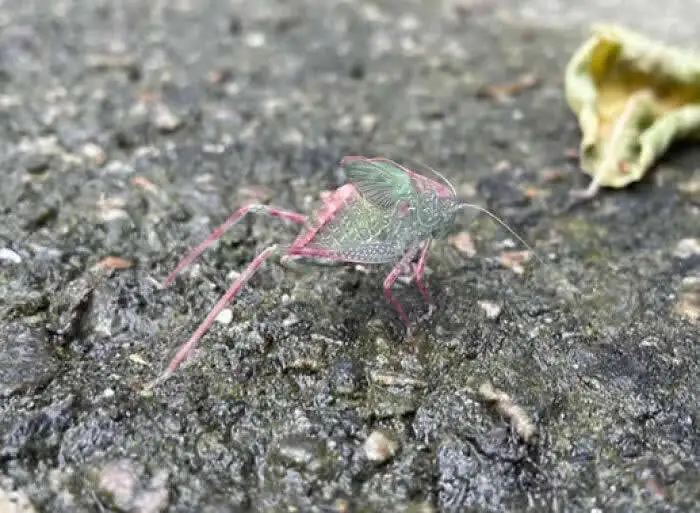 تصاویر؛ حشراتی کمتر دیده شده با رنگ ها و شکل های شگفت انگیز