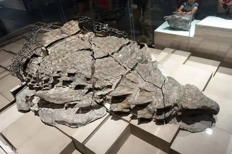 تصاویر؛ کشف شگفت انگیزترین دایناسور تاریخ با تیغ های یک متری!