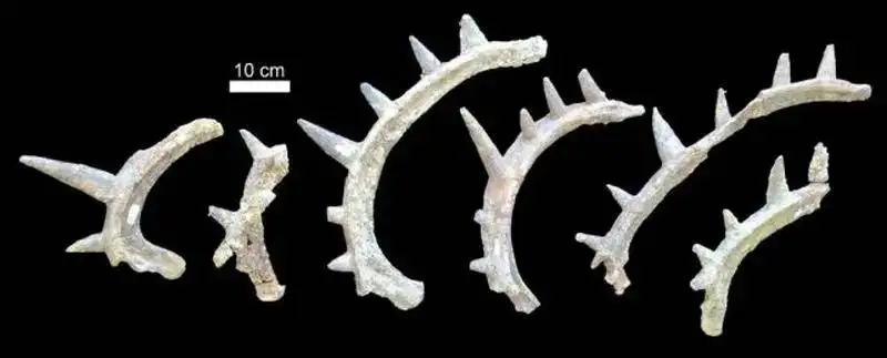 تصاویر؛ کشف شگفت انگیزترین دایناسور تاریخ با تیغ های یک متری!