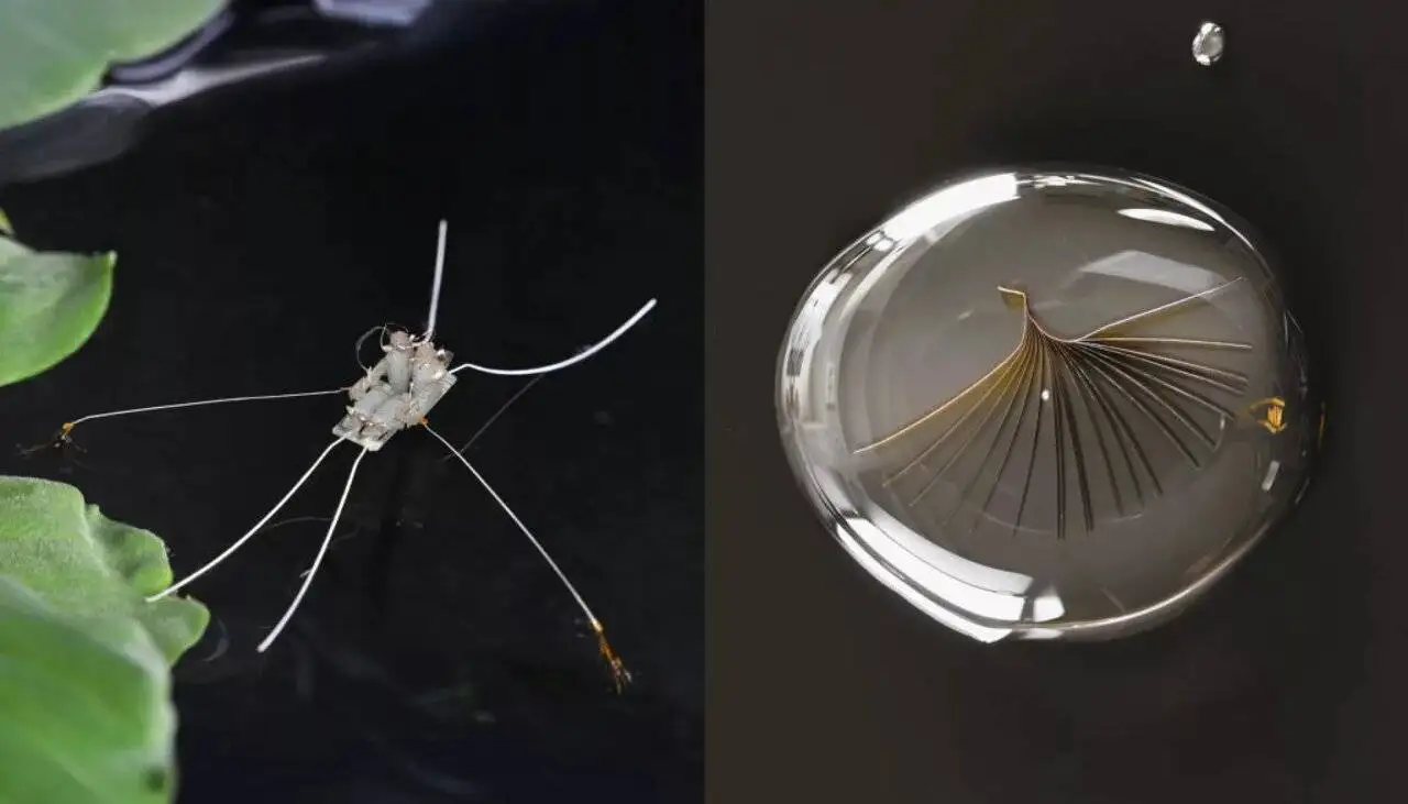 تصاویر؛ همه چیز درباره حشره ای که به همراه همزادش پارو می زند!