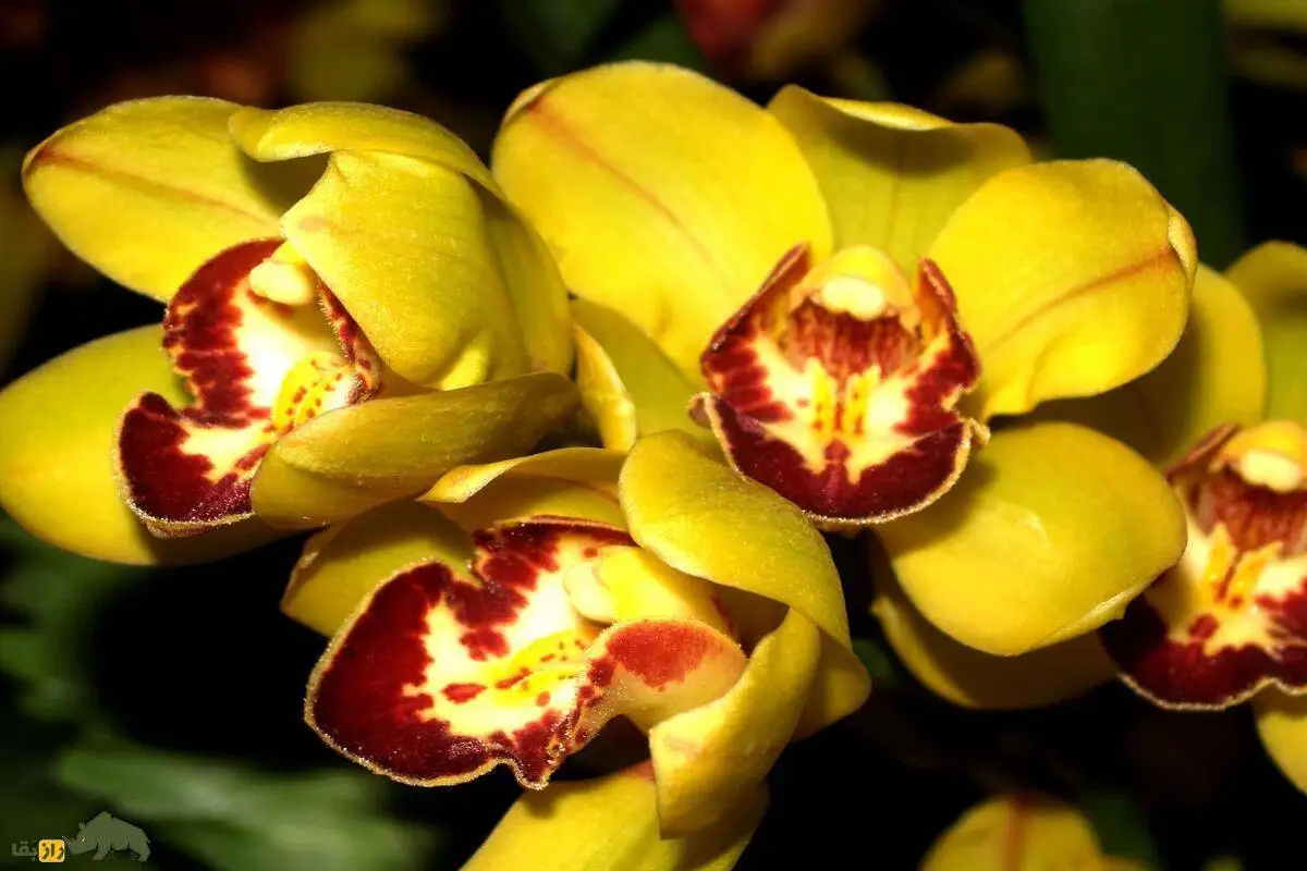 تصاویر؛ ارکیده شن زن نونگکه؛ گران ترین گل جهان با قیمت 22 میلیارد و 400 میلیون تومان!