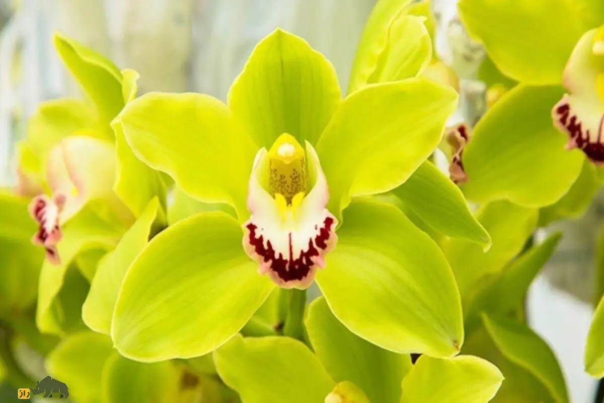 تصاویر؛ ارکیده شن زن نونگکه؛ گران ترین گل جهان با قیمت 22 میلیارد و 400 میلیون تومان!