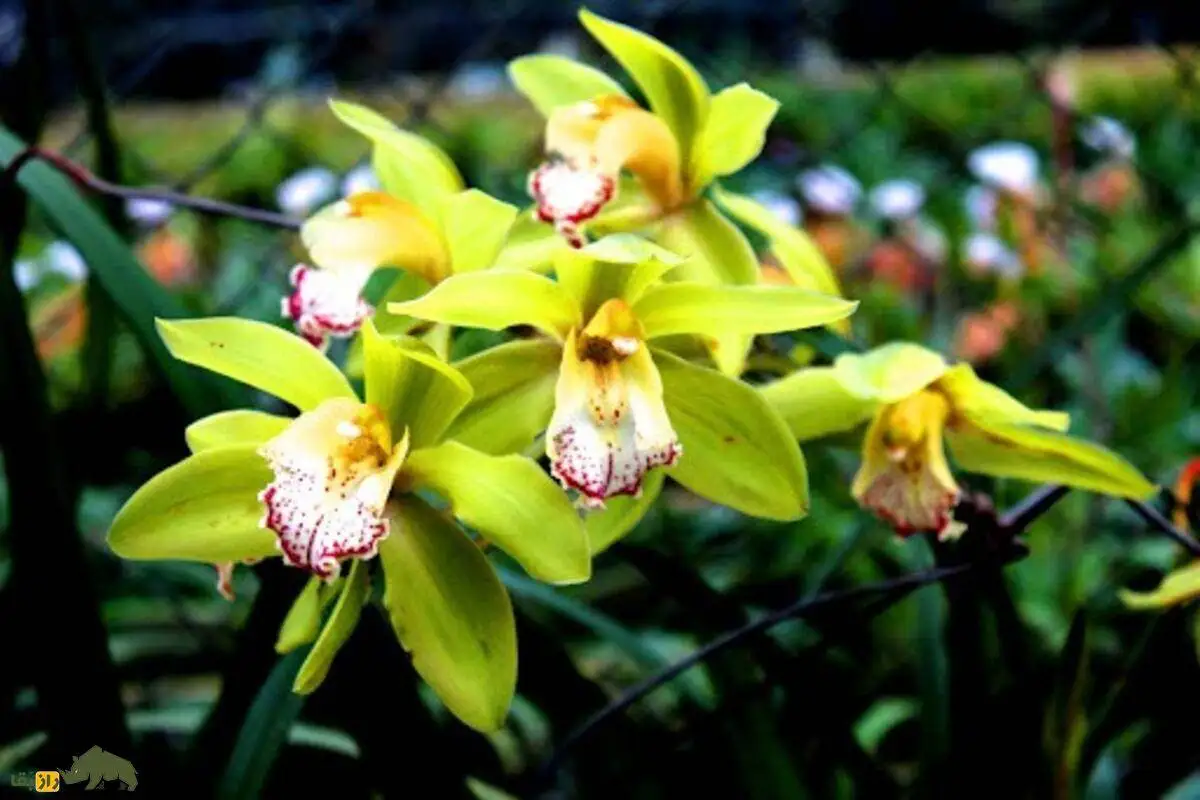 تصاویر؛ ارکیده شن زن نونگکه؛ گران ترین گل جهان با قیمت 22 میلیارد و 400 میلیون تومان!