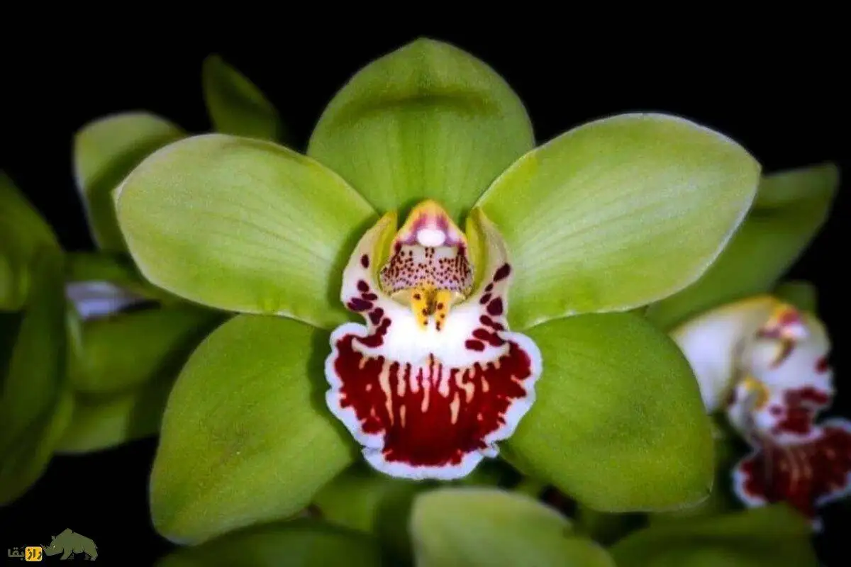 تصاویر؛ ارکیده شن زن نونگکه؛ گران ترین گل جهان با قیمت 22 میلیارد و 400 میلیون تومان!