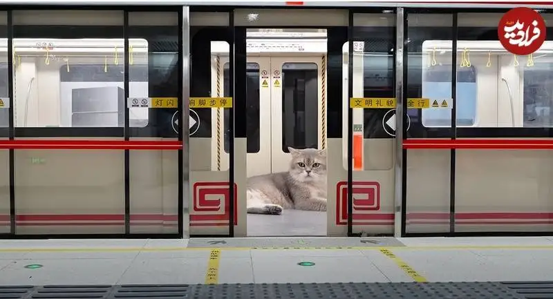 تصاویر؛ مرد چینی برای «گربه هایش» یک «مترو» واقعی ساخت