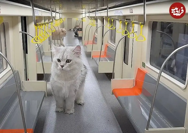 تصاویر؛ مرد چینی برای «گربه هایش» یک «مترو» واقعی ساخت
