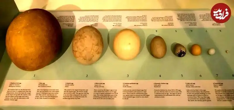 کدام جانور بزرگترین «تخم» تاریخ را گذاشته است؟