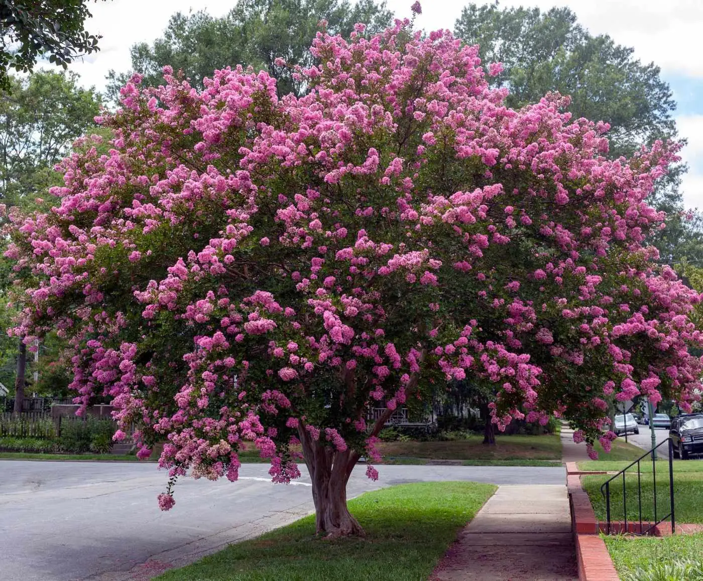 زیباترین درختان با «رشد سریع» برای کاشت در حیاط و باغ