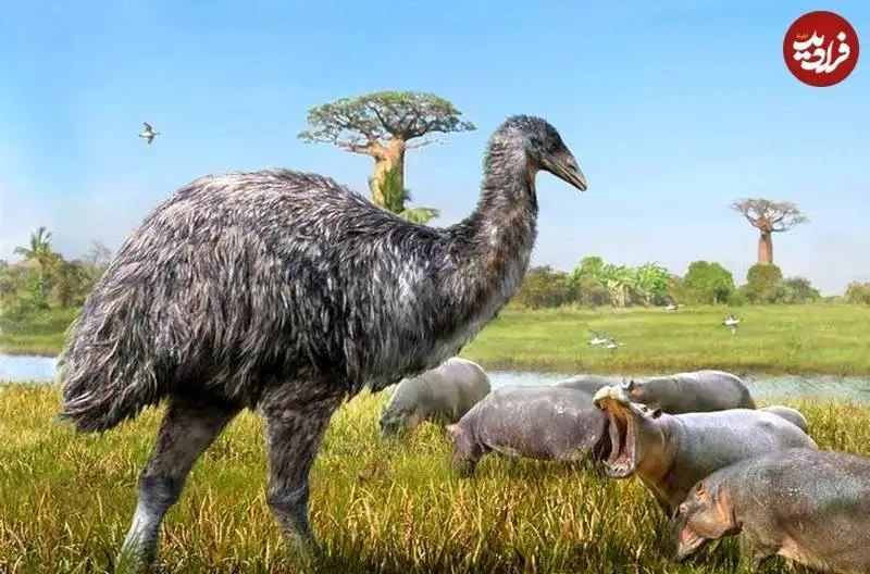 کدام جانور بزرگترین «تخم» تاریخ را گذاشته است؟