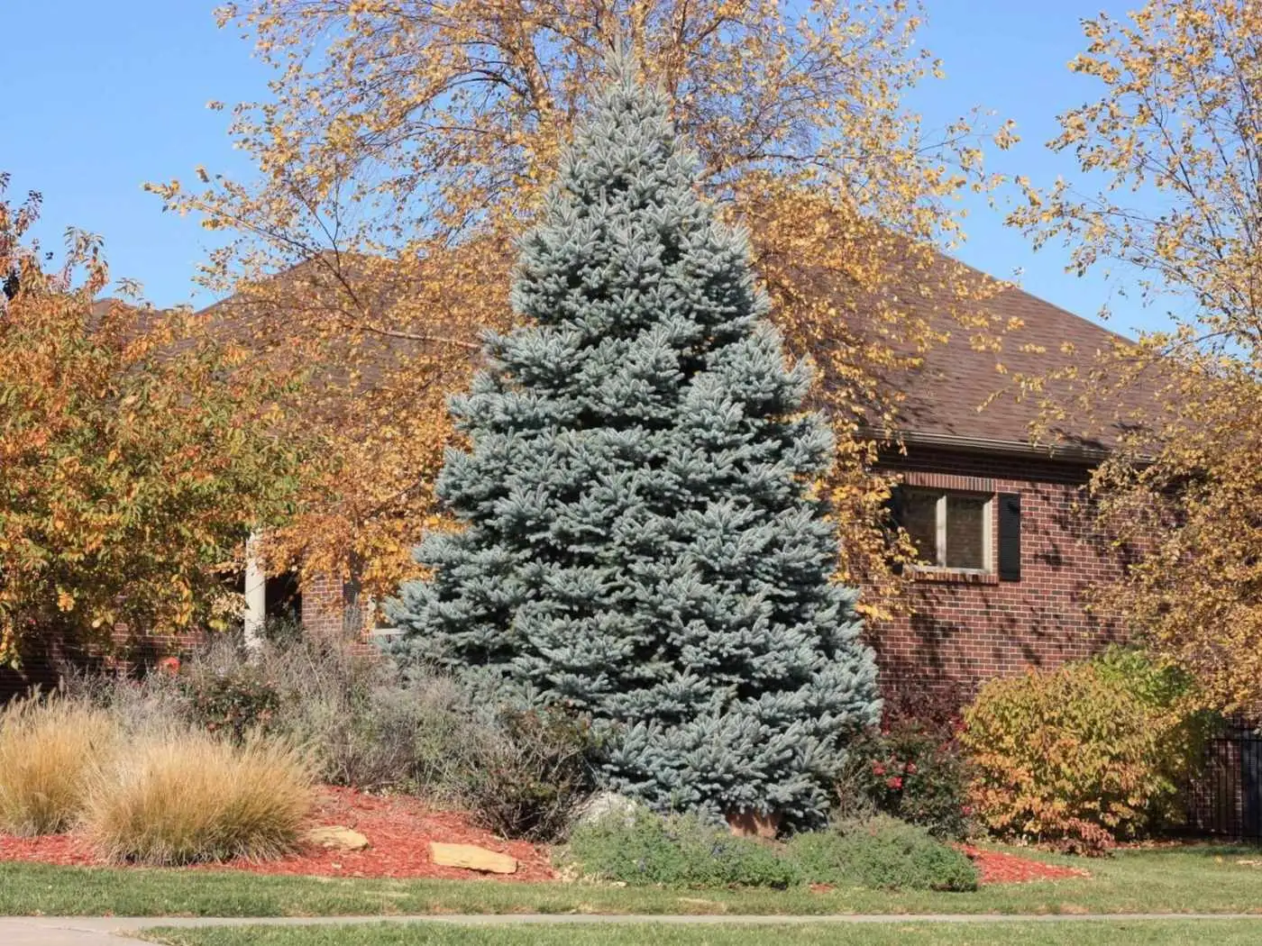 زیباترین درختان با «رشد سریع» برای کاشت در حیاط و باغ