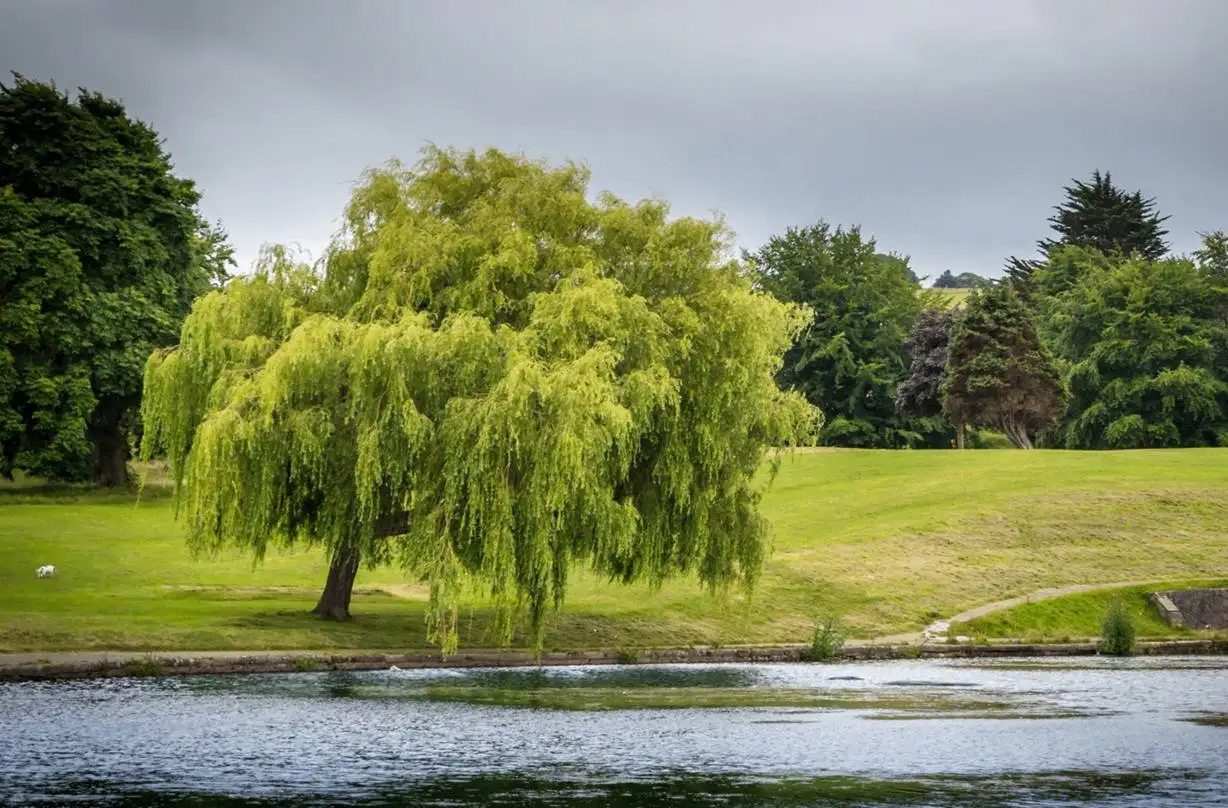 زیباترین درختان با «رشد سریع» برای کاشت در حیاط و باغ