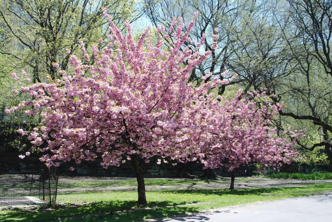 زیباترین درختان با «رشد سریع» برای کاشت در حیاط و باغ