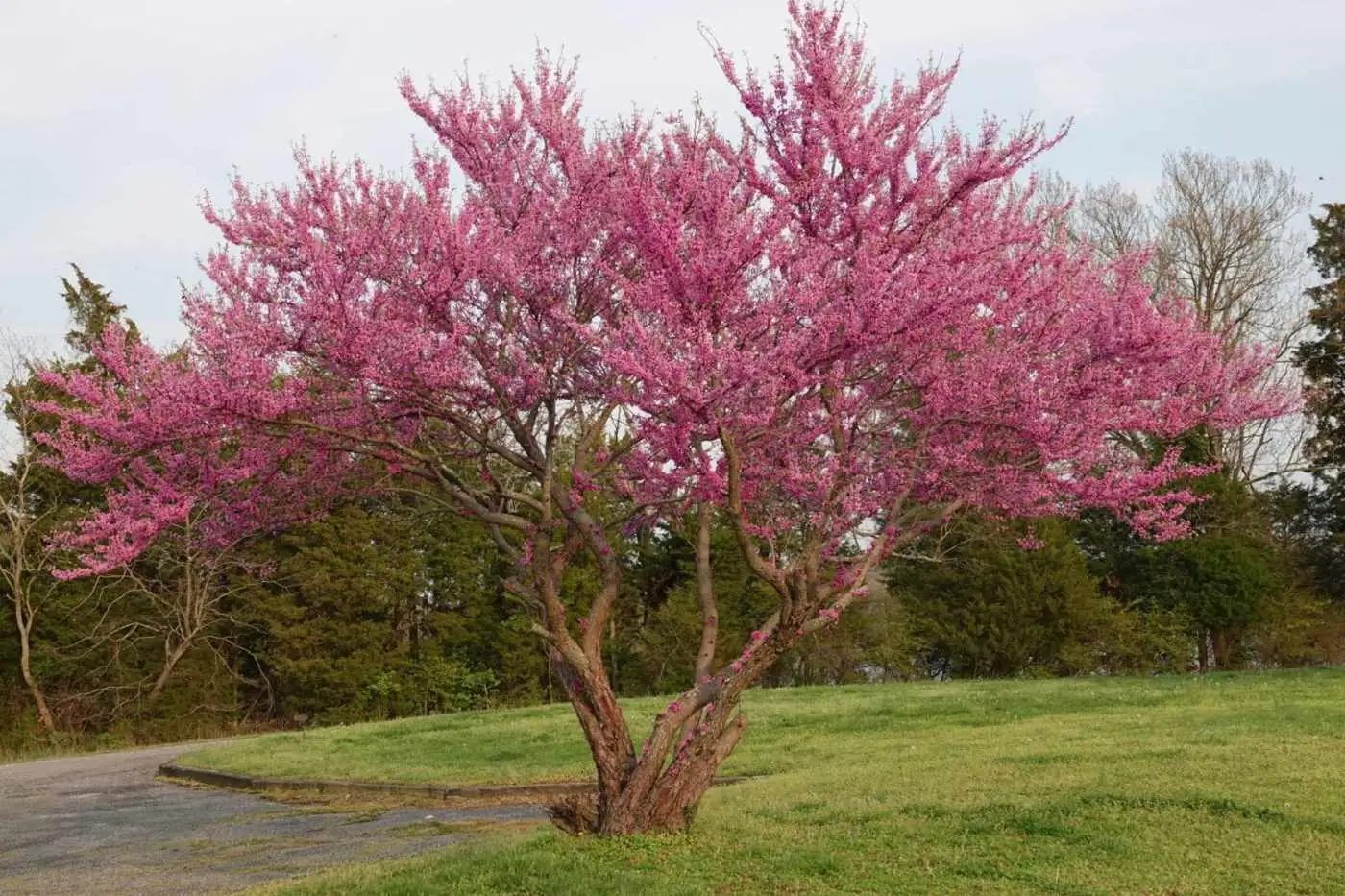 زیباترین درختان با «رشد سریع» برای کاشت در حیاط و باغ